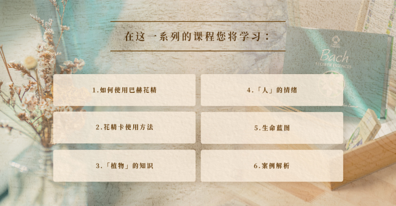 巴赫花精11.png